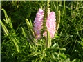 horti